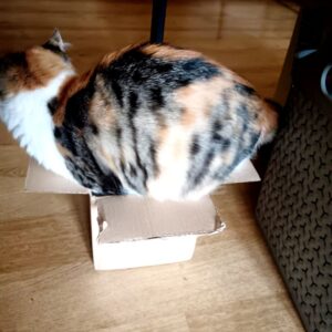 JT cat in box